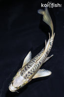 5.5" ARAGOKE GIN MATSUBA BUTTERFLY