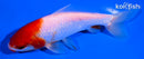 5" HOODED SARASA WAKIN GOLDFISH