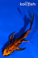 5" KIN HI UTSURI BUTTERFLY