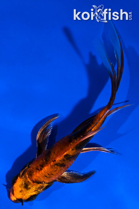 5" KIN HI UTSURI BUTTERFLY