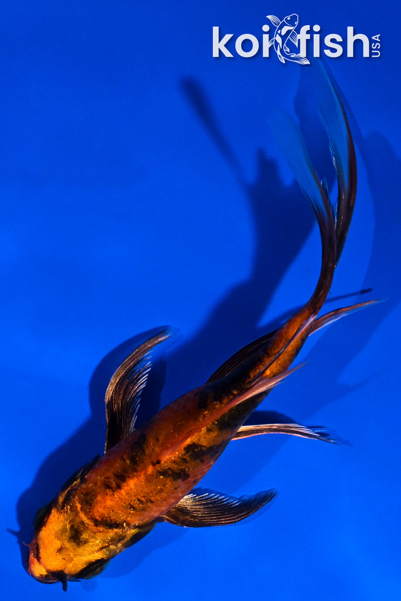 5" KIN HI UTSURI BUTTERFLY