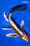 9.5" BENI KIKOKURYU BUTTERFLY