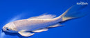 4.75" PLATINUM OGON BUTTERFLY