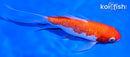 5.25" GINRIN KOHAKU BUTTERFLY