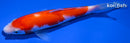 5.5" KOHAKU