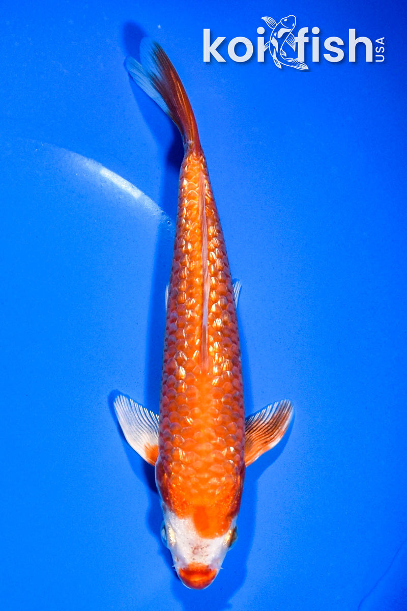 6" GINRIN HARIWAKE