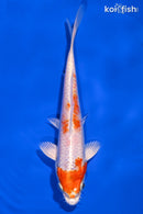 6.5" HARIWAKE