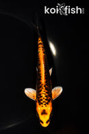 5.75" ARAGOKE BENI KIKOKURYU