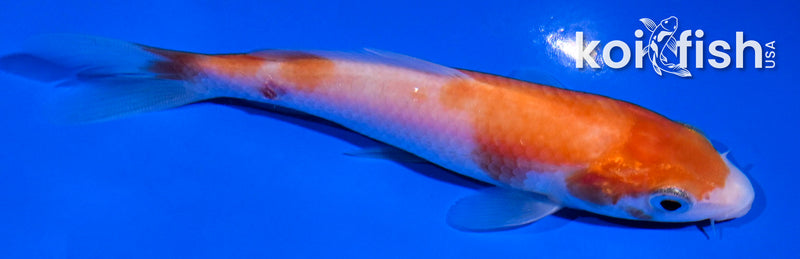 4.5" KOHAKU