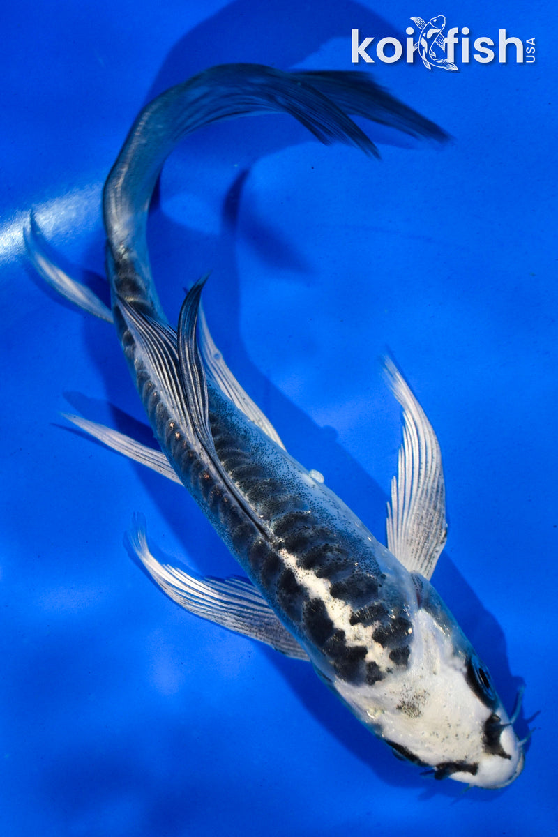 6" ARAGOKE KIKOKURYU BUTTERFLY