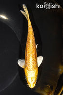 6" DOITSU YAMABUKI OGON