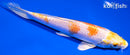 6.75" HARIWAKE