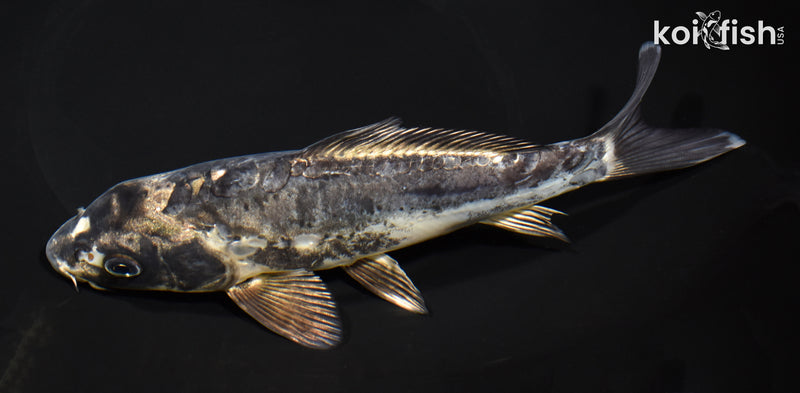 7.75" KIKOKURYU