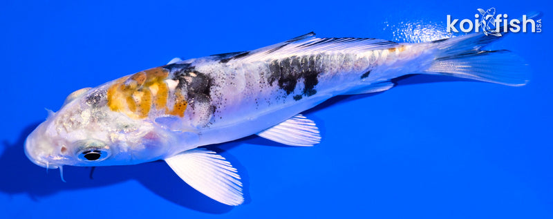 4.5" HEISEI NISHIKI