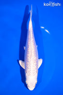 6.75" GINRIN PLATINUM OGON