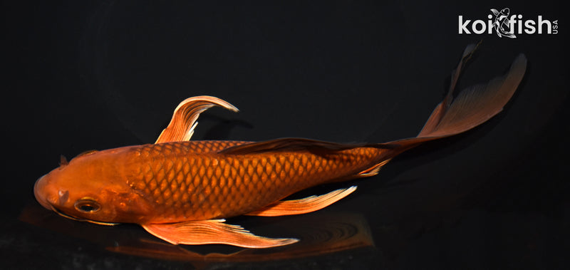8.75" CHAGOI BUTTERFLY