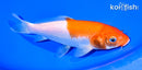 6.5" KOHAKU