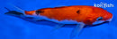5.5" AKA SANKE