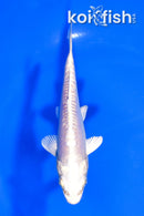 5" DOITSU GINRIN PLATINUM OGON