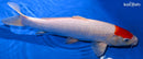12.75" TANCHO KOHAKU