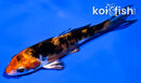 4" HEISEI NISHIKI