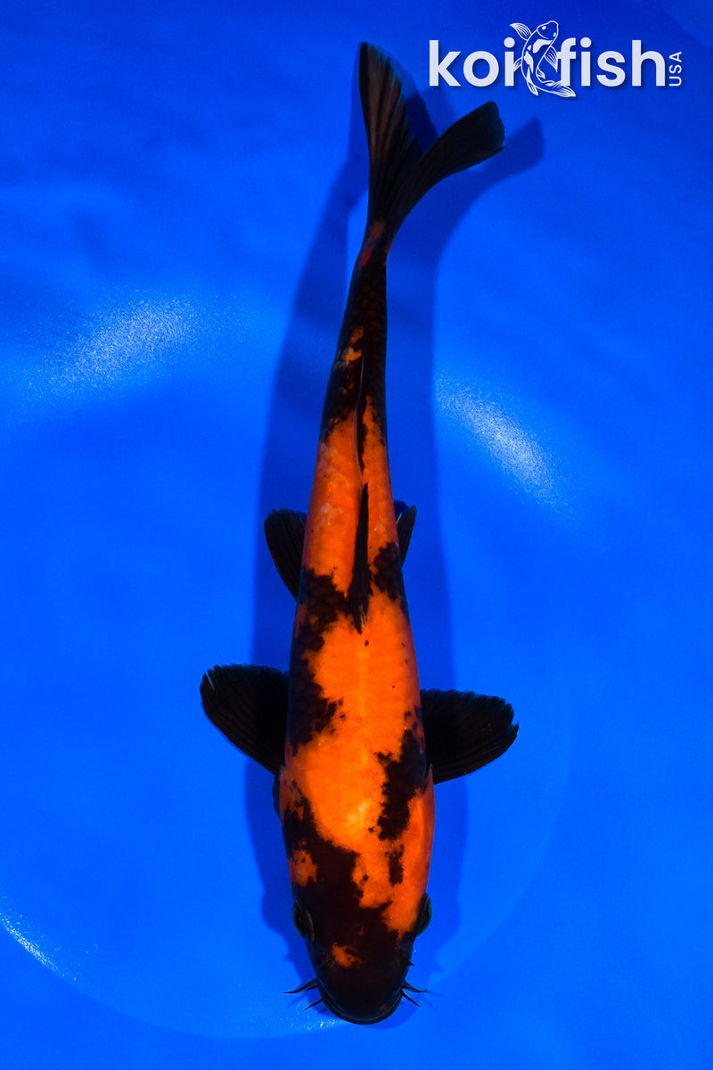 10" HI UTSUURI