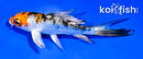 4" YAMATO NISHIKI BUTTERFLY