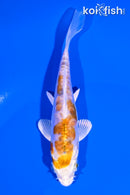 4.25" HEISEI NISHIKI