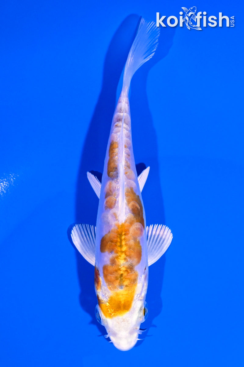 4.25" HEISEI NISHIKI