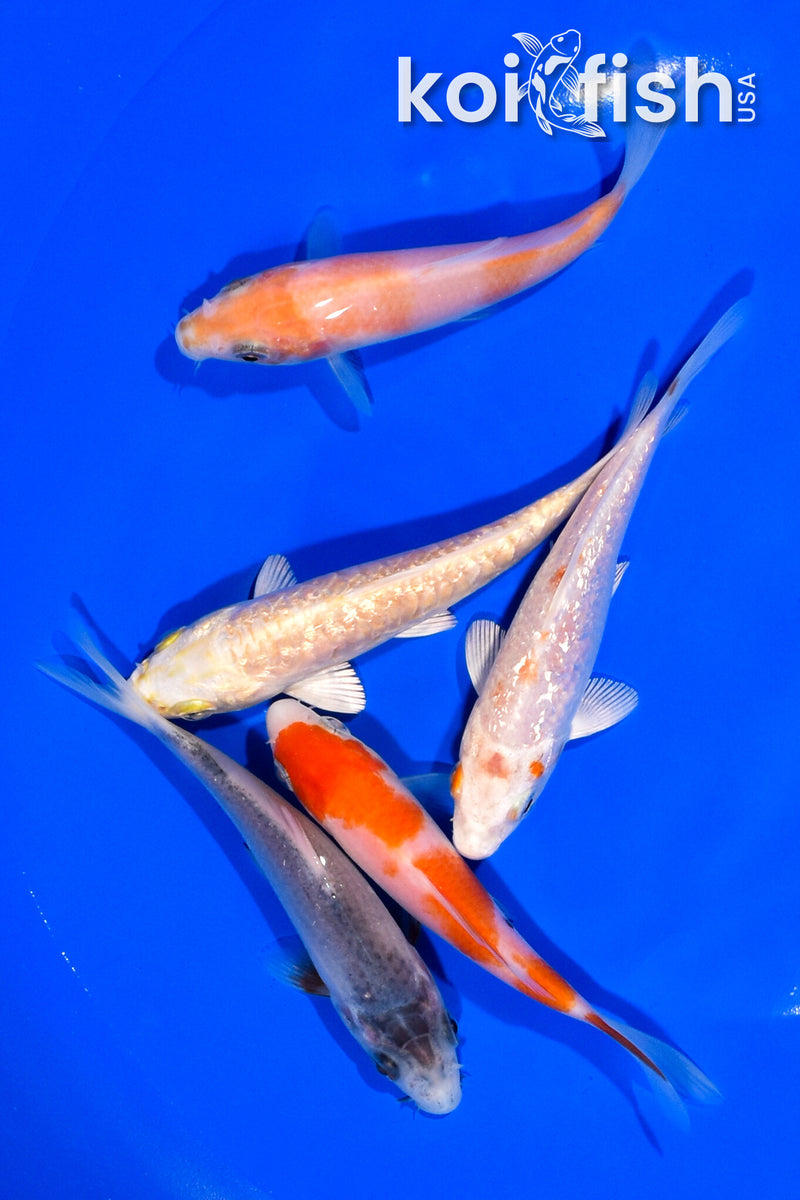 PACK OF (5) 4.25" STANDARD KOI