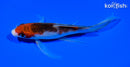 6.25" BUDO GOROMO BUTTERFLY