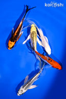 PACK OF (5) 4.5-5.5" BUTTERFLY KOI