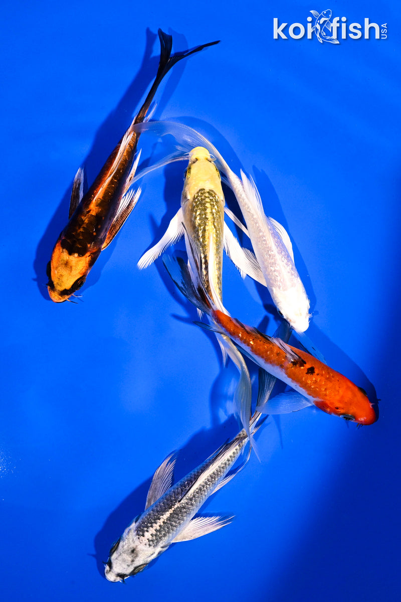 PACK OF (5) 4.5-5.5" BUTTERFLY KOI