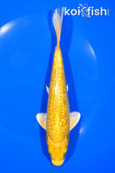 7.5" GINRIN YAMABUKI OGON