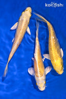 PACK OF (3) 5.5-6" YAMABUKI OGON STANDARD KOI