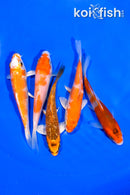 PACK OF (5) 4-4.75" STANDARD KOI