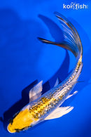 5.5" GINRIN KUJAKU BUTTERFLY