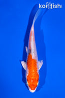 3.5" YAMATO NISHIKI