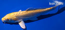 7.75" DOITSU YAMABUKI OGON