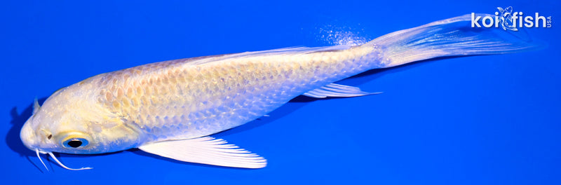 5.25" YAMABUKI OGGGON BUTTERFLY