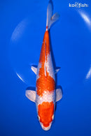 9.5" GINRIN HARIWAKE