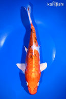 11.5" HEISEI NISHIKI