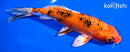 6.75" YAMATO NISHIKI