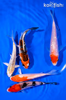 PACK OF (5) 4-5" STANDARD KOI