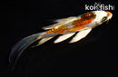 4.5" BENI KIKOKURYU BUTTERFLY