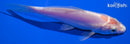 4.5" KIKUSUI
