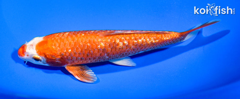 6" GINRIN HARIWAKE