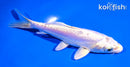 5.5" DOITSU PLATINUM OGON