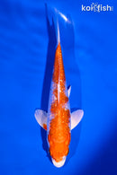 5.25" GINRIN HARIWAKE