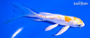 5.25" ARAGOKE LEMON HARIWAKE BUTTERFLY